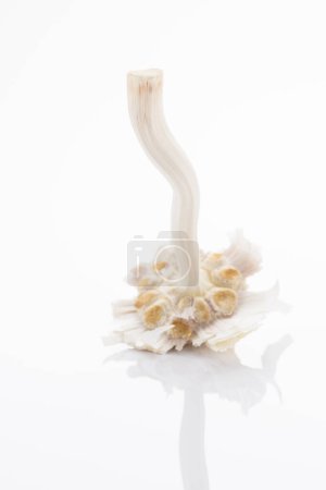 Photo for Garlic head without cloves on white background with reflection. - Royalty Free Image