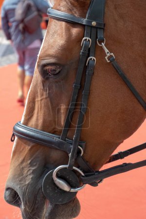 Téléchargez les photos : Gros plan de la tête de cheval de la Police montée Cannes, France - en image libre de droit
