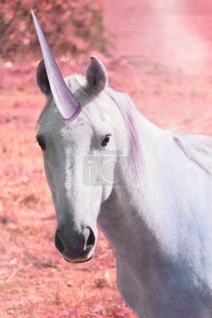 Foto de Unicornio mágico blanco sobre fondo rosa y filtro frontal púrpura - Animal imaginario - Imagen libre de derechos
