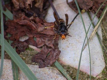 Photo for Asian hornet from the front, on a bed of dead leaves - Royalty Free Image