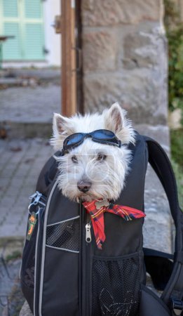 Photo for Biker dog with his biker glasses in a bag - photo humor - Royalty Free Image