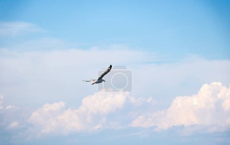 Téléchargez les photos : Mouette à tête argentée en plein vol dans une formation de cumulus blancs dans un ciel bleu aux reflets roses - en image libre de droit