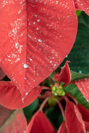 Photo for Red petal with water drops - Poinsettia with Beady Water Drops, Christmas Rose - Royalty Free Image