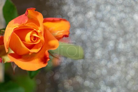 Foto de Rosa anaranjado sobre fondo de brillo plateado con espacio negativo para texto - Imagen libre de derechos