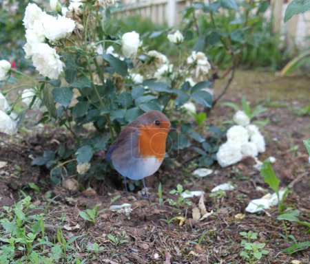Téléchargez les photos : Robin seul devant un lit de roses blanches dans un jardin - en image libre de droit