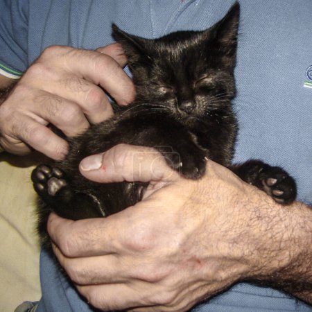 Téléchargez les photos : Chaton noir sieste dans les mains d'un homme qui le caresse - en image libre de droit