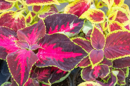 different varieties of red and purple leafy coleus with green and green and red borders