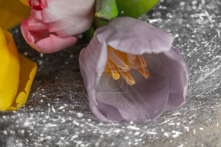 Téléchargez les photos : Arrivée du printemps, belles tulipes colorées en gros plan - en image libre de droit