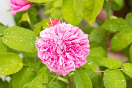 Foto de Centifolia, Rosa de Provenza, Rosa de Grasse, Rosa de mayo - Imagen libre de derechos