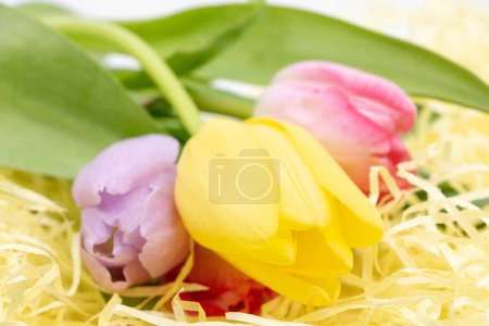 Photo for Arrival of spring, beautiful colorful tulips in close-up - Royalty Free Image