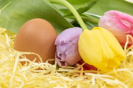 Arrival of spring, beautiful colorful tulips and egg  in close-up