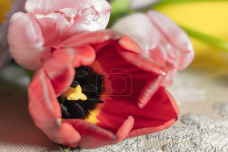 Téléchargez les photos : Arrivée du printemps, belles tulipes colorées en gros plan - en image libre de droit