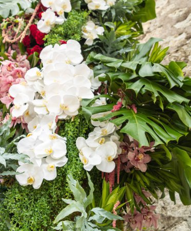 Kaskade von Orchideenblumen und tropischen Pflanzen an der Tür der Stadtmauern, les Floralies, Antibes, Côte d 'Azur, Provence Frankreich,