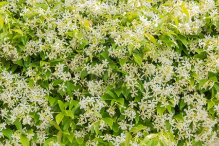 Graphic resource, white and green background, jasmine hedge in flowers, perfume plant for perfume industry