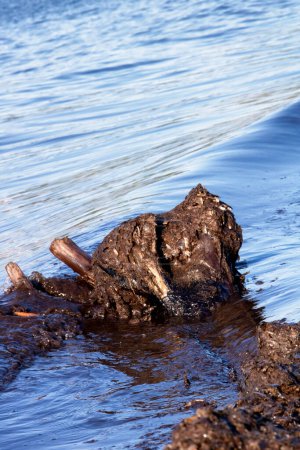 Téléchargez les photos : Tête de fausse carcasse de chien type molosse fait posidonia dans les vagues - fantasme de la nature - en image libre de droit