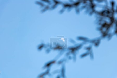 Téléchargez les photos : Vue de la lune à travers les branches d'un olivier de jour sur un ciel bleu - en image libre de droit