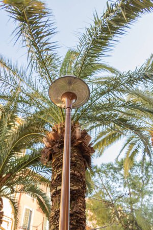 Public lighting in Nice on the Cte d'Azur integrated into the vegetation and hidden in a palm grove - smart town planning - integration of street furniture