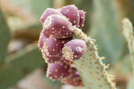 Bunch of red prickly pears on a cactus close up with thorns on plant and delicious fruit exotic plant with fleshy fruits