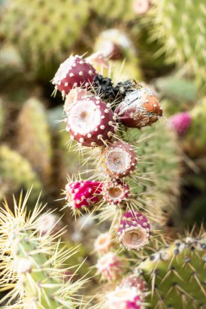 Bund roter Kaktusfeigen auf einem Kaktus aus nächster Nähe mit Dornen auf der Pflanze und köstlichen Früchten exotische Pflanze mit fleischigen Früchten