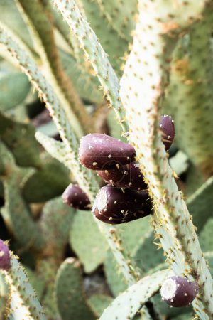 Bund roter Kaktusfeigen auf einem Kaktus aus nächster Nähe mit Dornen auf der Pflanze und köstlichen Früchten exotische Pflanze mit fleischigen Früchten