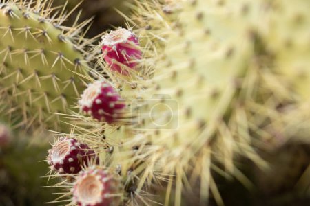 Foto de El manojo de las peras rojas espinosas sobre el cactus se acercan con las espinas a la planta y la fruta deliciosa la planta exótica con los frutos carnosos - Imagen libre de derechos