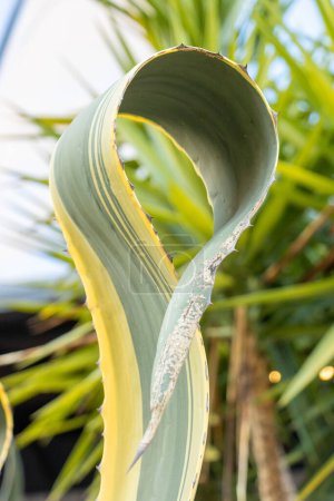 Hoja de agave americana verde forrada de amarillo doblada sobre sí misma en forma de lazo de cactus del Mediterráneo en la Riviera Francesa