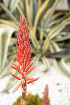 Téléchargez les photos : Fleur rouge en plumes de cactus aloe vera avec un fond d'agave americana dans un jardin de plantes exotiques - en image libre de droit