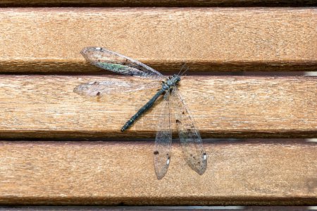 Photo for Young dragonfly on a wooden latte background - Royalty Free Image