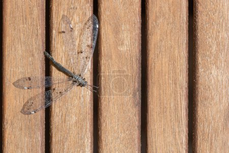 Junge Libelle auf einem hölzernen Latte-Hintergrund 
