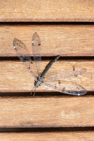Young dragonfly on a wooden latte background 