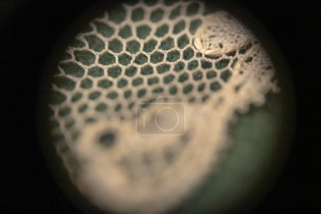 Microphotography of lace vellum, macrophotography, closeup
