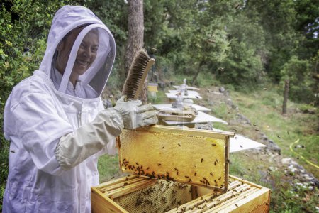 Photo for Beekeeper woman under her jacket smiling and happy during the harvest of honey in an open beehive with a frame filled with honey capped in an organic apiary in the forest south of France - Royalty Free Image