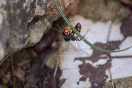 Close up of an Asian hornet resting on a stone