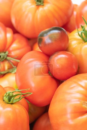 Foto de Tomate diferentes variedades Corazón de res, Crimea Negra, Tomates cherry - Imagen libre de derechos