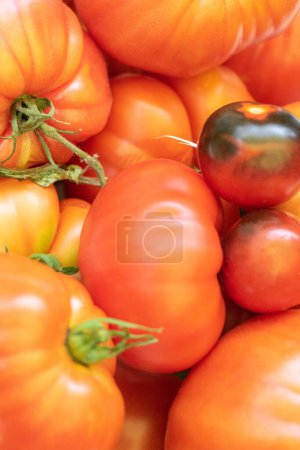Tomato different varieties Beef Heart, Black Crimea, Cherry tomatoes