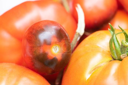 Tomaten verschiedene Sorten Beef Heart, Black Crimea, Kirschtomaten