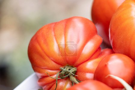 Téléchargez les photos : Tomates différentes variétés Coeur de boeuf, Crimée noire, Tomates cerises - en image libre de droit