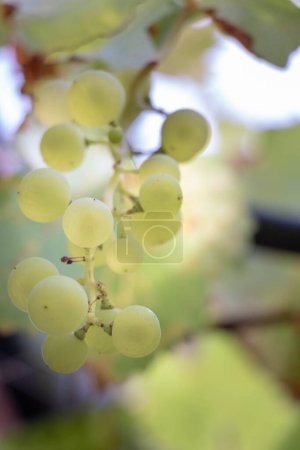 Foto de Variedad de uva blanca en Treille provenzal - Imagen libre de derechos