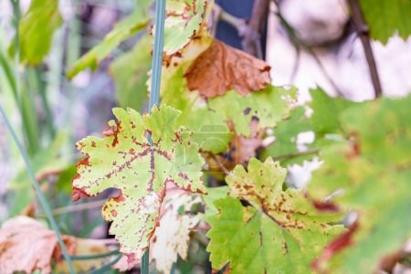 Nahaufnahme an einem Weinblatt, das sich im Herbst rot färbt