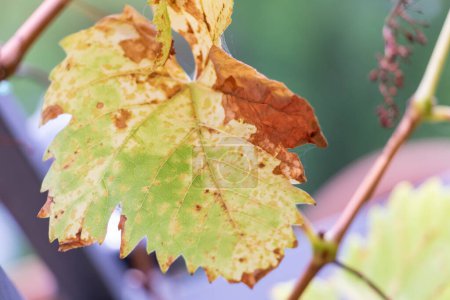 Téléchargez les photos : Gros plan sur une feuille de vigne teintée de rouge en automne - en image libre de droit