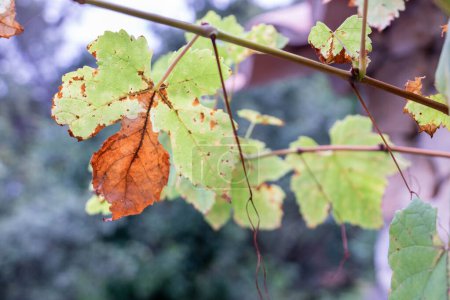 Nahaufnahme an einem Weinblatt, das sich im Herbst rot färbt