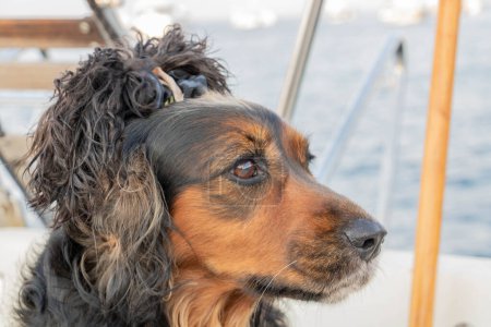 Porträt eines Hundes, der wegschaut, mit einer kannibalischen Frisur auf dem Kopf, die mit seinen Ohren gemacht wurde