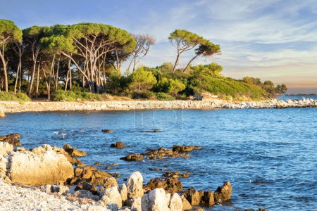 Téléchargez les photos : Ile Paradise à Cannes Côte d'Azur Provence France - Ile Sainte Marguerite archipel des îles Lérins au lever du soleil avec ses pins parasols centenaires - en image libre de droit