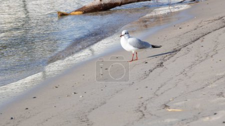 Foto de Gaviota en una playa de arena blanca - Imagen libre de derechos
