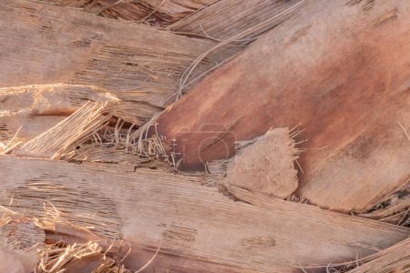 Texture of palm bark. Natural background