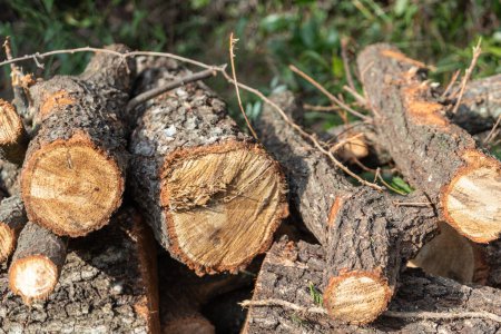 Holzstapelgarten - Holz zum Heizen und Kaminfeuer - eigene umweltfreundliche und erneuerbare Energie - Holz Eiche Details