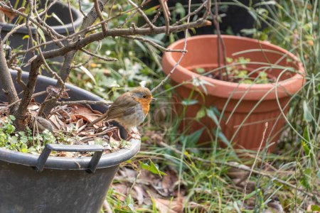Photo for Robin resting on the edge of a flower pot in a garden, bird profile of  garden - Royalty Free Image