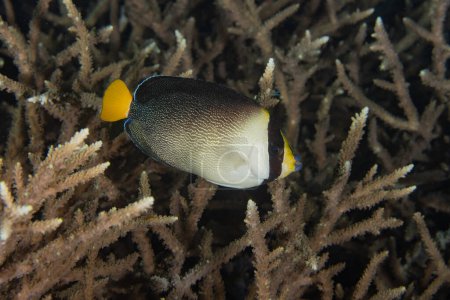 Vermiculated Angelfish (Chaetodontoplus mesoleucus) on a coral reef in Raja Ampat, Indonesia.