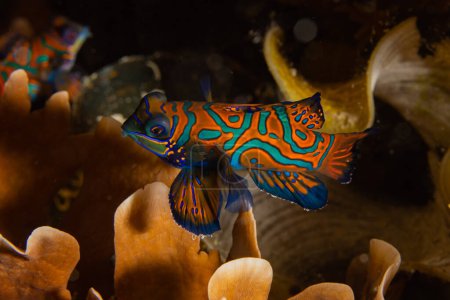 Téléchargez les photos : Mandarinfish (Synchiropus splendidus) on a coral reef in Raja Ampat, Indonesia. - en image libre de droit