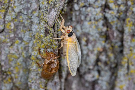 Newly emerged periodical cicada of the Brood XIII 2024 emergence molting in the Chicago suburbs in Illinois.
